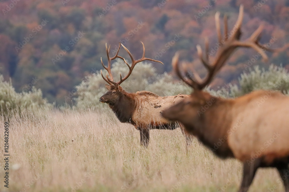 Obraz premium Gorgeous Massive Duo Elk Bulls Resting Peaceful Karthaus Benezette PA Wilds 7x7 8x7 8x8