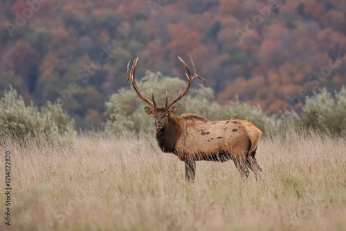 Regal Majestic Elk Bull Powerful Pose Benezette PA Pennsylvania 7x7 8x7 8x8 Rut photo