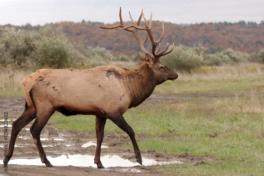 Regal Majestic Elk Bull Powerful Pose Benezette PA Pennsylvania 7x7 8x7 8x8 Rut Regal Majestic Elk Bull Powerful Pose Benezette PA Pennsylvania 7x7 8x7 8x8 Rut