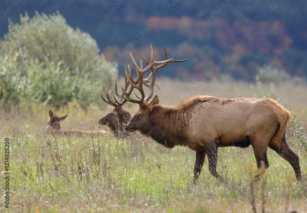 Massive Elk Bull Karthaus Benezette PA Wilds Massive Elk Bull Karthaus Benezette PA Wilds