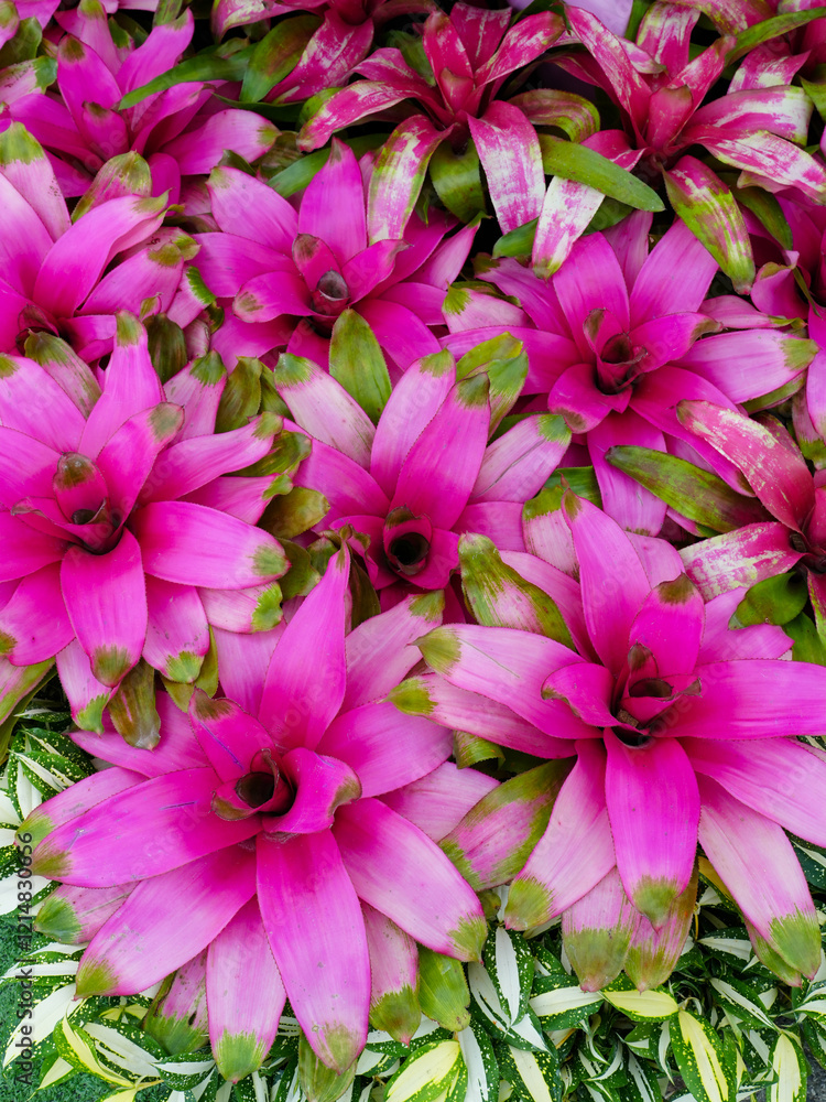 Obraz premium Flower background with beautiful green leaves