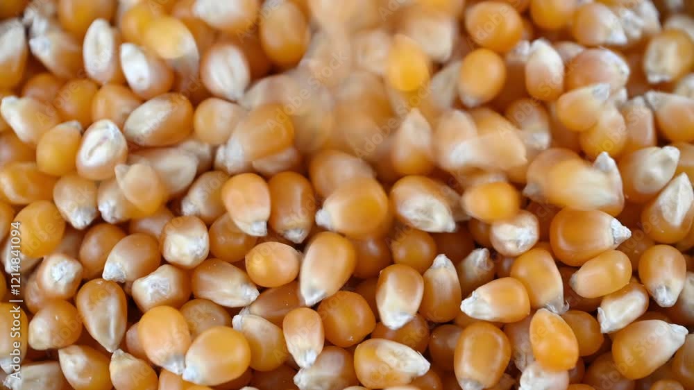 Unpopped yellow corn. a variety of corn kernel. the snack food. Unpopped yellow corn. a variety of corn kernel. the snack food.