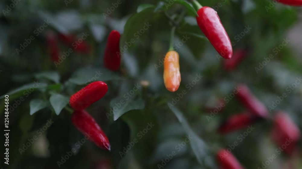 Small red peppers hanging on bushes. Small red peppers hanging on bushes.