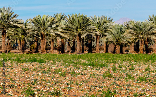 Plantation of date palms and field with harvested ripe inions. Image depicts agriculture industry in arid and desert areas of Middle East. Original photo. No AI tools were used photo