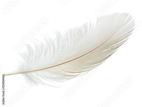 Isolated White Feather