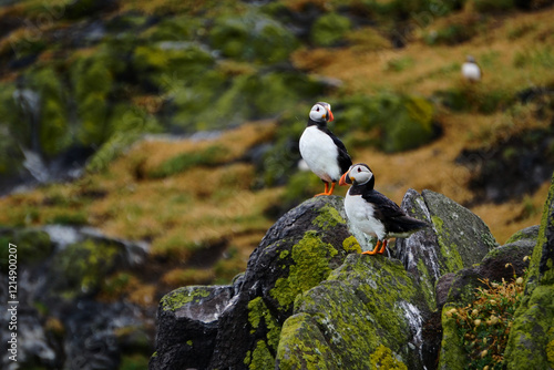 Puffins in the rain