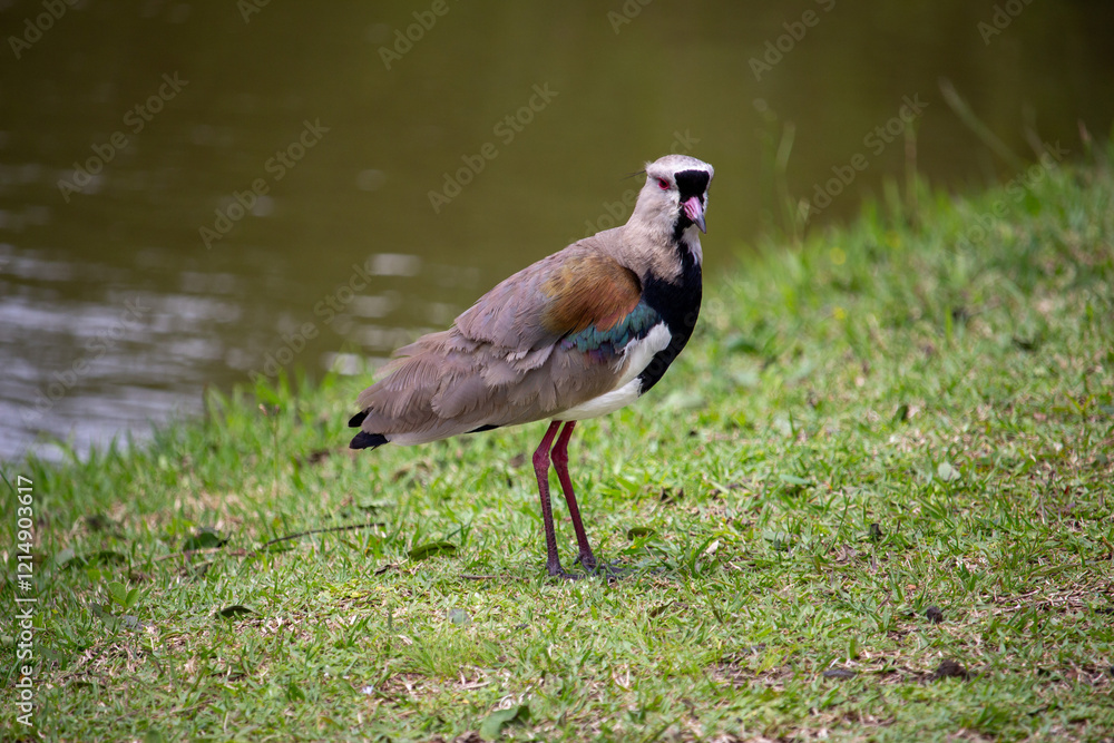 Fototapeta premium Quero-quero 