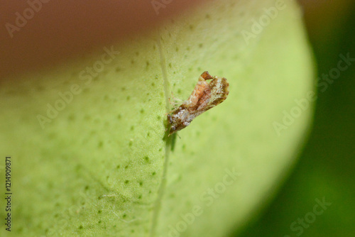 Asian citrus psyllid (Diaphorina citri) spreads citrus greening disease in citrus groves. Macro close-up of asian citrus psyllid insect on key lime leaf in Florida. Huanglongbing disease vector. photo