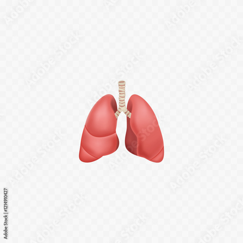 Lungs 3d realistic icon.Isolated on white. Human lungs. 