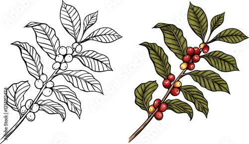 Engraving, branch with coffee beans, vector illustration in color and line sketch