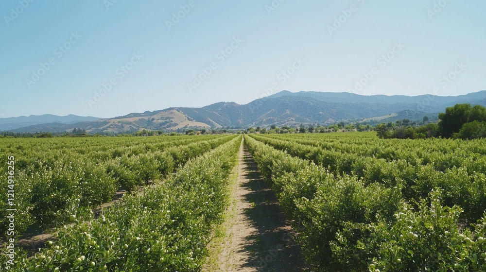 Fototapeta premium Serene Spring Scene in a Blossoming Orchard with White Buds and Path - Cinematic Ultra-Detailed Image of Nature Beauty