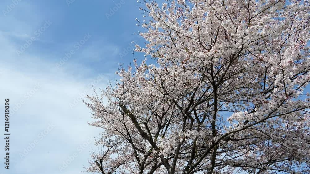 青空と満開の桜 青空と満開の桜