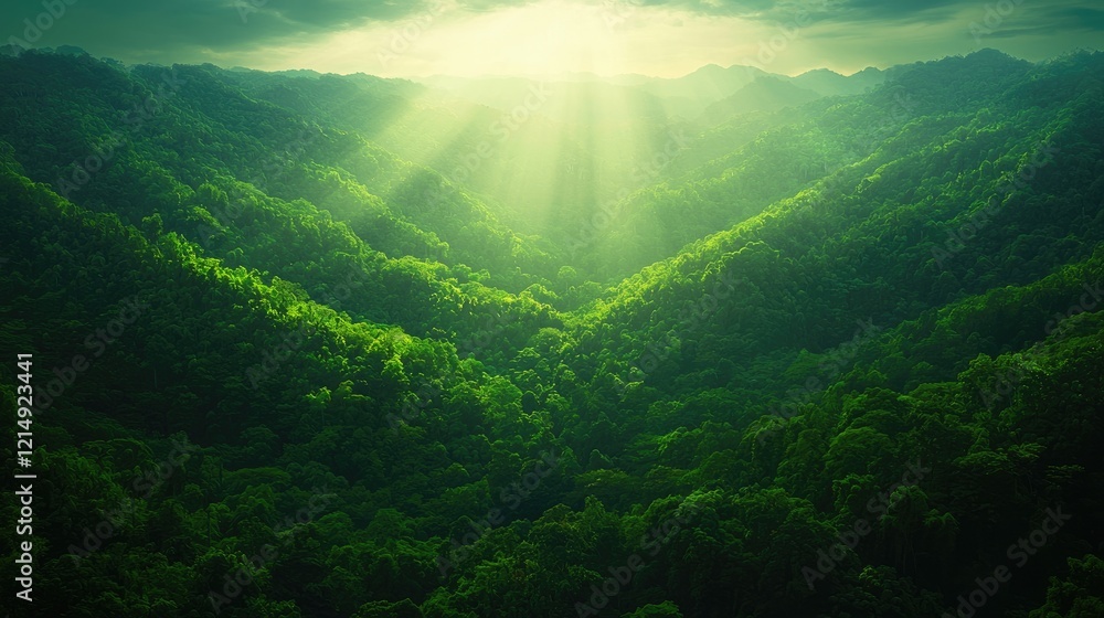 Sunlight Beams Illuminate Lush Green Forest Valley Landscape Sunlight Beams Illuminate Lush Green Forest Valley Landscape