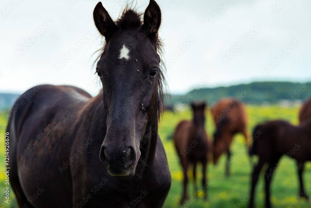 Beautiful black horse with a white spot on its forehead standing in a green meadow, while other horses graze peacefully in the background, creating a serene countryside scene Beautiful black horse with a white spot on its forehead standing in a green meadow, while other horses graze peacefully in the background, creating a serene countryside scene