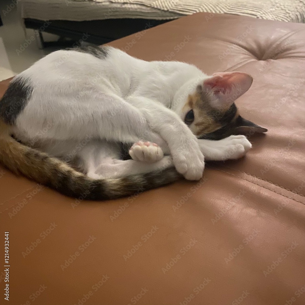 Cute cat Cute cat