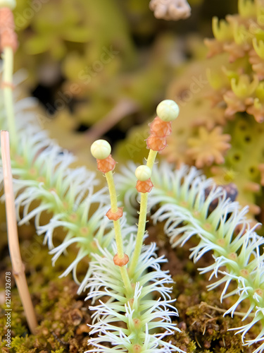 Lycopodium clavatum with sporophylls photo