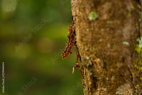 Detalhe de tronco de árvore com manchas de liquen, com porção de seiva endurecida e translúcida. photo