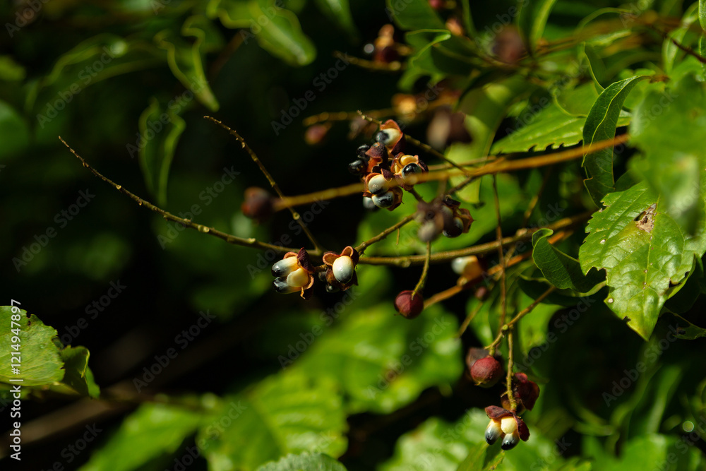 Detalhe dos frutos de Camboatá branco - Matayba guianensis, muito comum no cerrado goiano.