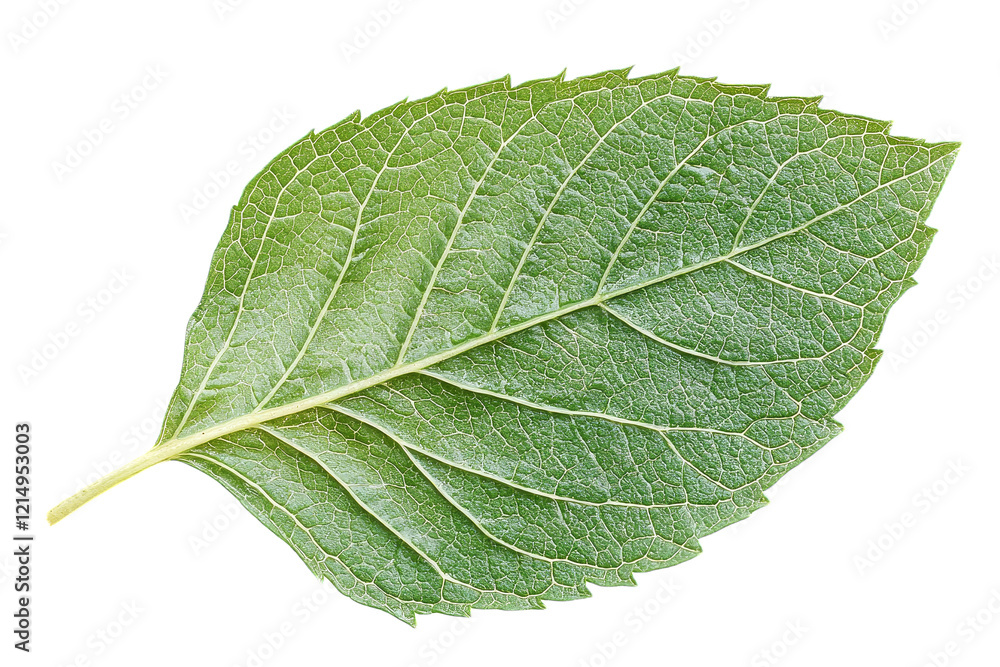 Fresh green leaf with detailed texture and veins Fresh green leaf with detailed texture and veins