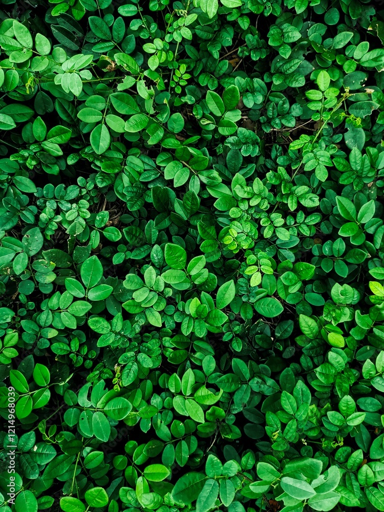 nature background, beautiful leaves on bushes nature background, beautiful leaves on bushes