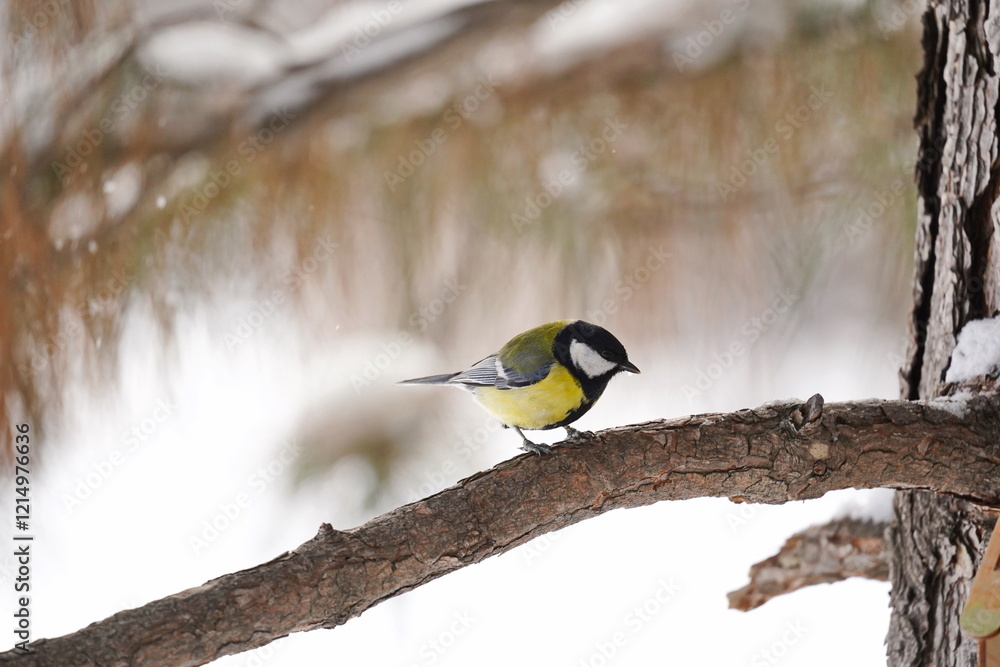 Obraz premium A titmouse sits on a branch in the park. Winter time.