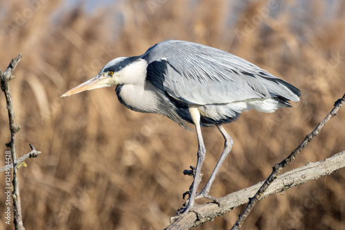 Airone cinerino nel freddo inverno all'oasi naturalistica di Manzolino.	 photo