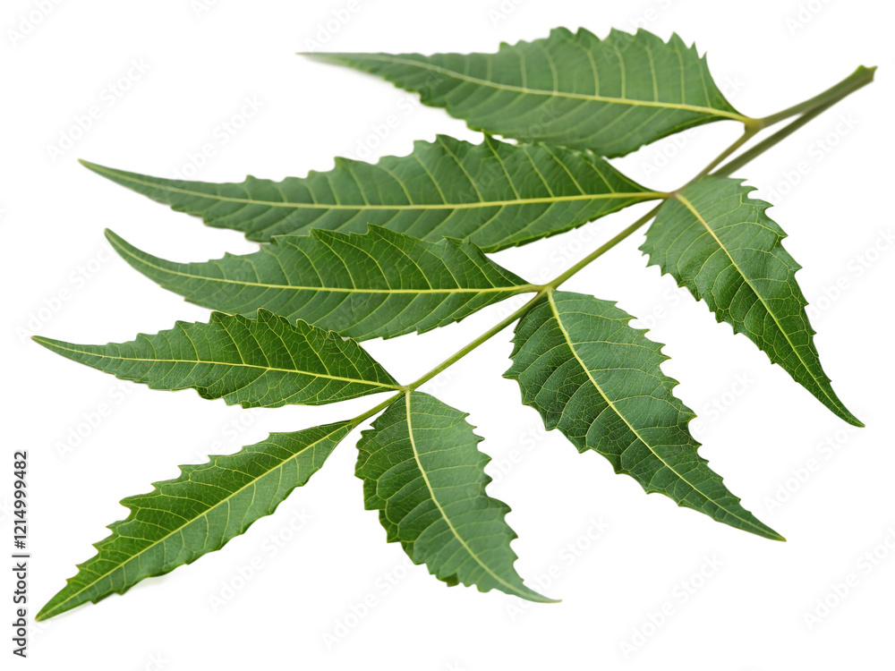 neem leaf isolated on transparent background neem leaf isolated on transparent background