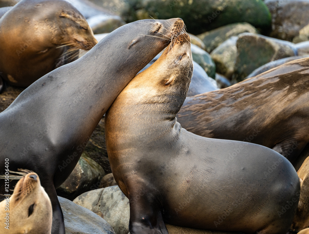 Fototapeta premium Two Sea Lions Nuzzle Wiht Each Other at La Jolla Point