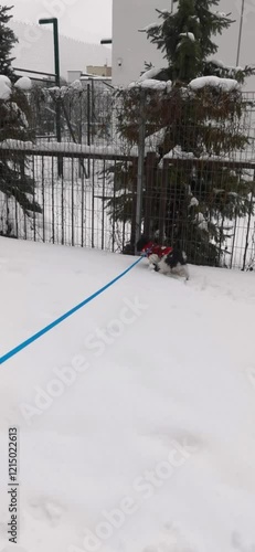 Adorable Shih Tzu dog walking through snowy terrain, showcasing its fluffy coat and winter adventure.