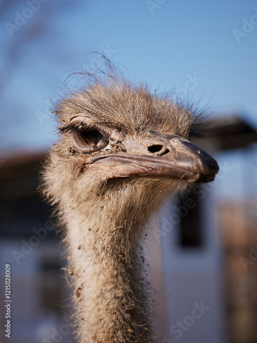 Ostrich head close up