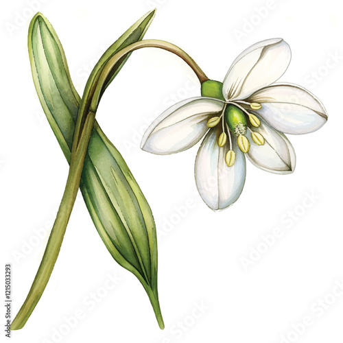 Watercolor Snowdrop white background