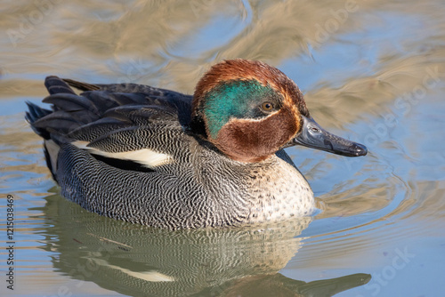 Alzavola nella fredda acqua invernale dell'oasi naturalistica di Manzolino. photo