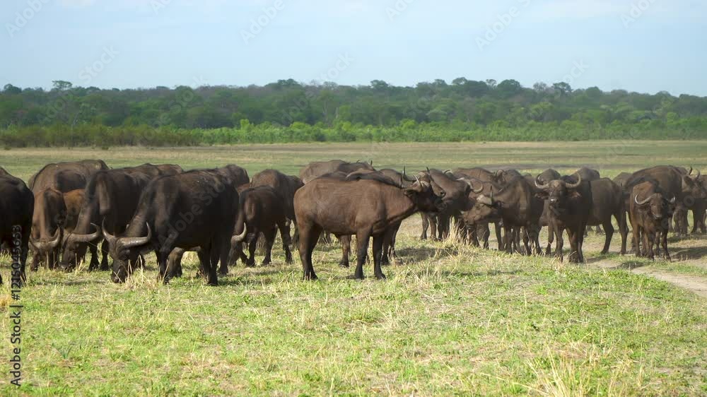 A herd of buffalo on safari in africa A herd of buffalo on safari in africa