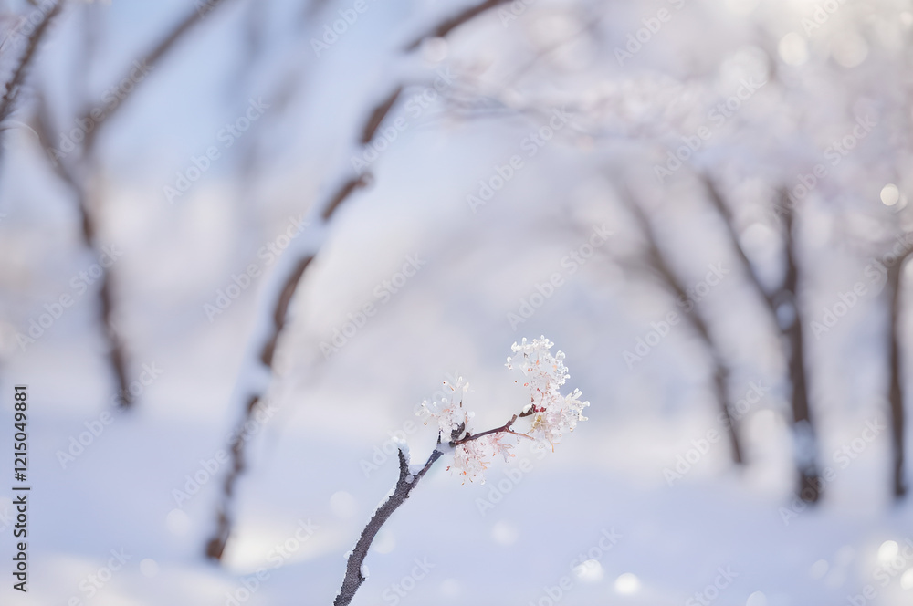 雪原に咲く一輪の花 雪原に咲く一輪の花