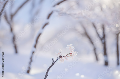 雪原に咲く一輪の花 photo