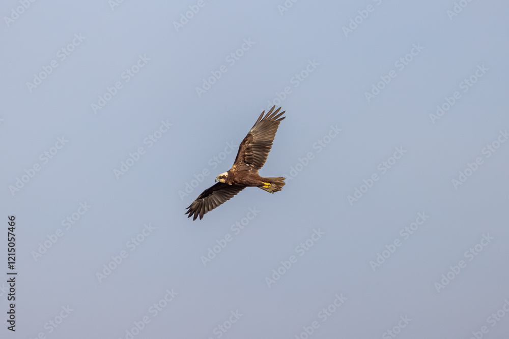 Falco di palude sorvolando l'oasi naturalistica di Manzolino. Falco di palude sorvolando l'oasi naturalistica di Manzolino.