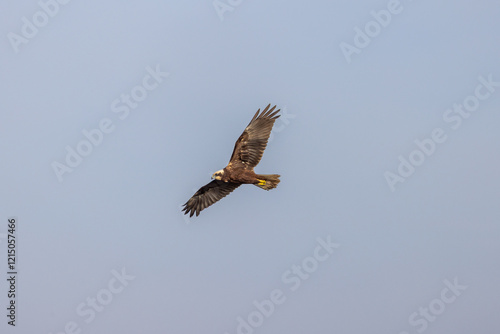 Falco di palude sorvolando l'oasi naturalistica di Manzolino. photo