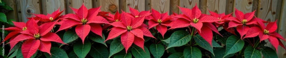 Red poinsettia stems with leaves are placed along a wooden fence in a garden, nature, garden Red poinsettia stems with leaves are placed along a wooden fence in a garden, nature, garden