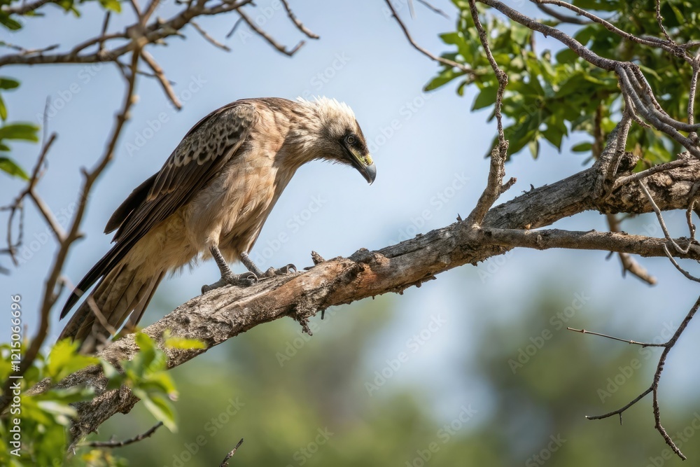 Bird on tree branch looking down at the ground with alert posture, forest floor, vigilant, tree, bird