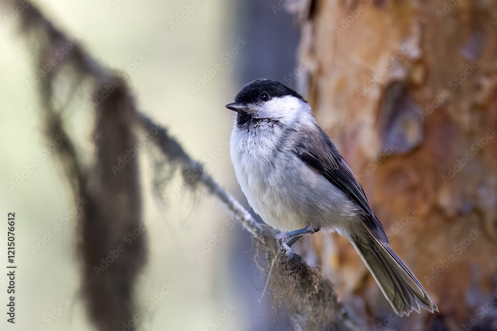 Naklejka premium Willow tit