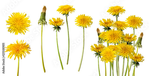 Beautiful wild flowers dandelions with green leaf on transparent background. Collection yellow dandelions. Flat lay, top view. A collection of spring flowers.