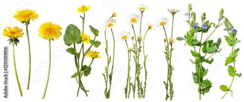 Panel kuchenny z motywem A collection of spring flowers, including dandelion, daisy, buttercups, veronica, captured in detail. Fowers on white background. Flat lay, top view. Perfect for floral designs, botanical art. 