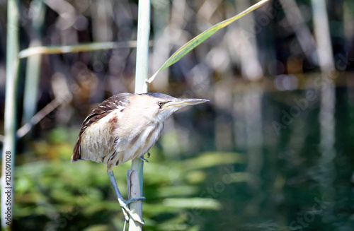 Little bittern hunting, sitting on a reed above the water photo