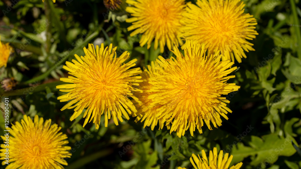 Dandelion blossom, bright and yellow spring flower Dandelion blossom, bright and yellow spring flower