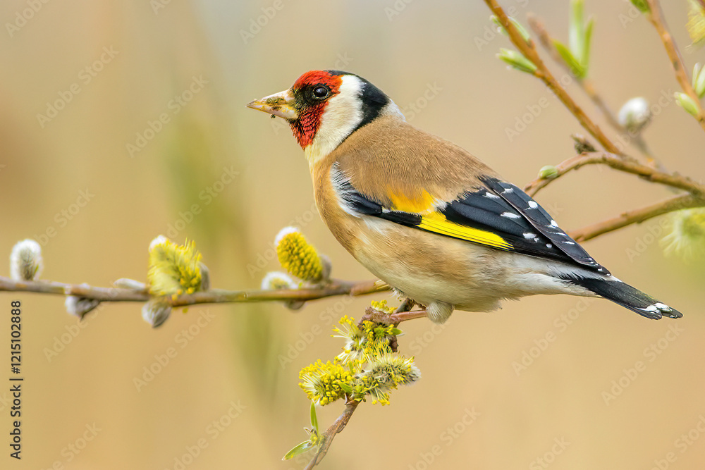 Fototapeta premium Carduelis carduelis, European Goldfinch, Stieglitz 3