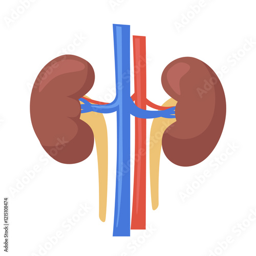 Human kidneys. Vector flat clipart isolated on white background.