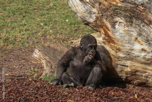 Baboon. Animal. Wildlife