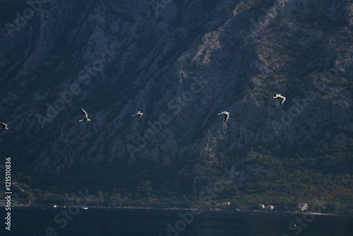 seagulls on the sea