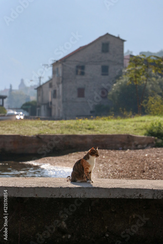 cat with countrywide background  photo