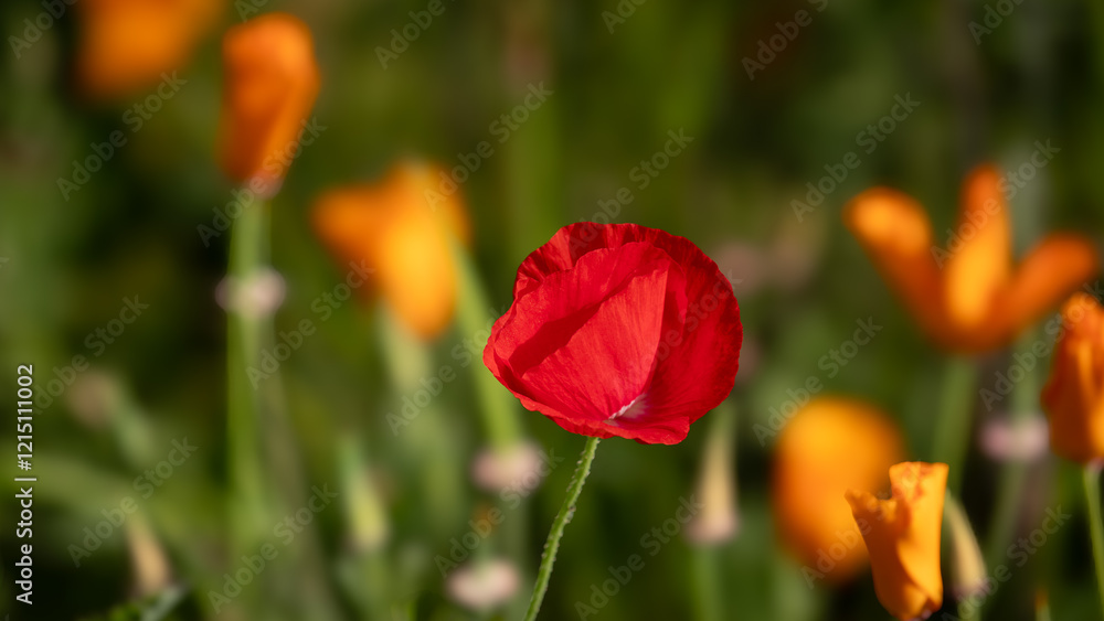 Red Poppy in spring and early summer gardens Red Poppy in spring and early summer gardens